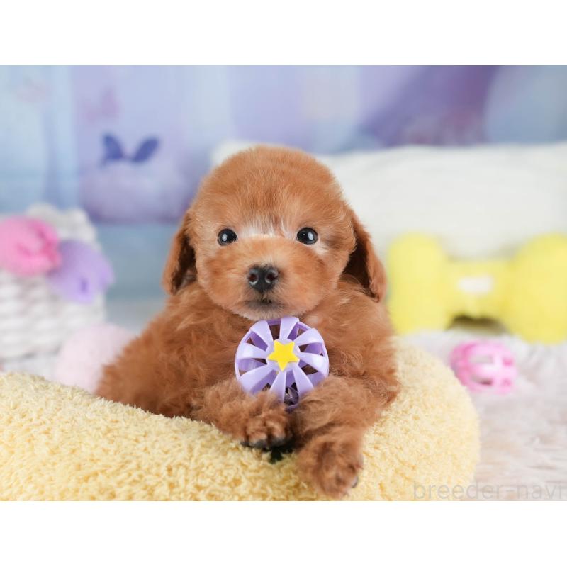 販売中の埼玉県のティーカッププードル-448701の14枚目