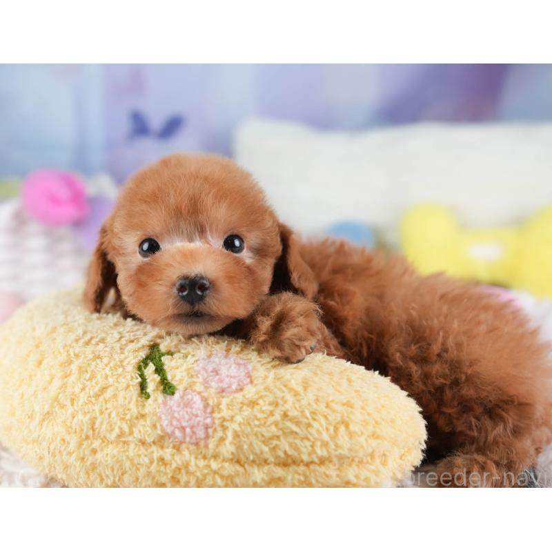 販売中の埼玉県のティーカッププードル-448701の13枚目