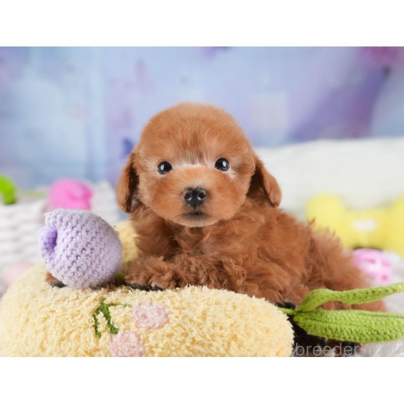 販売中の埼玉県のティーカッププードル-448701の12枚目