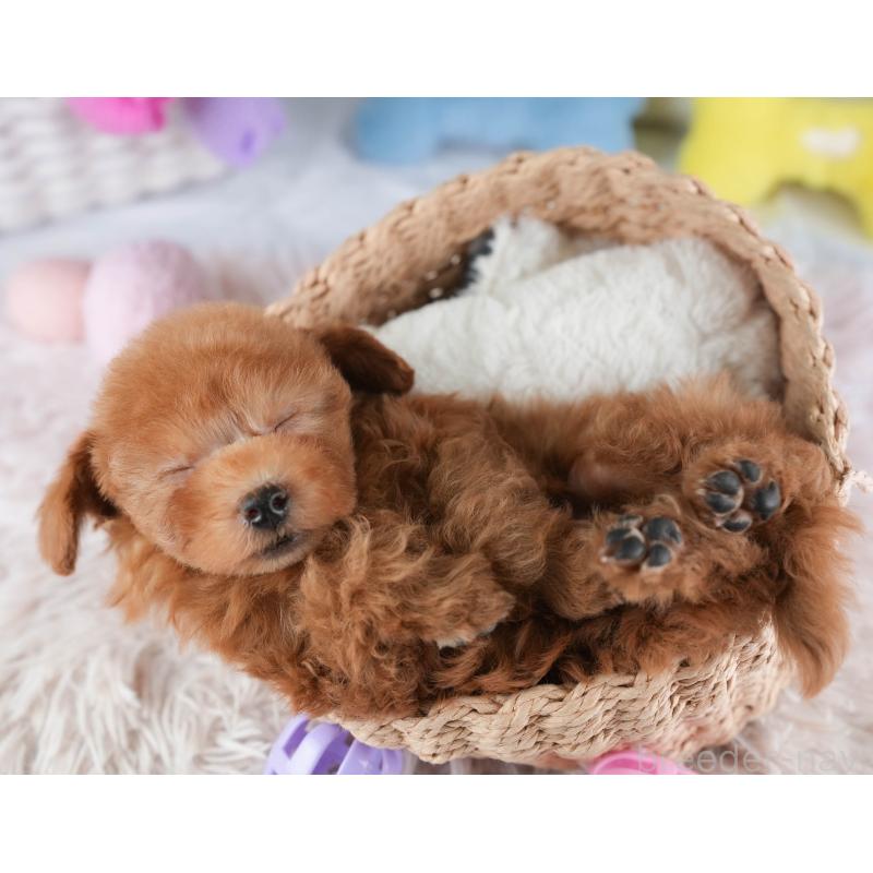 販売中の埼玉県のティーカッププードル-448701の11枚目