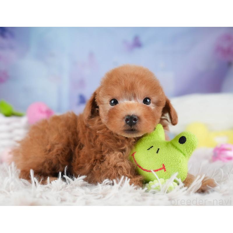 販売中の埼玉県のティーカッププードル-448701の9枚目