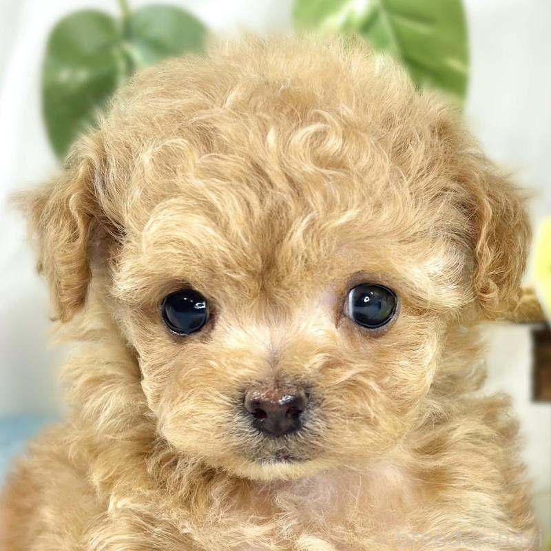 販売中の滋賀県のチワプー:チワワ×トイプードル-448692の1枚目