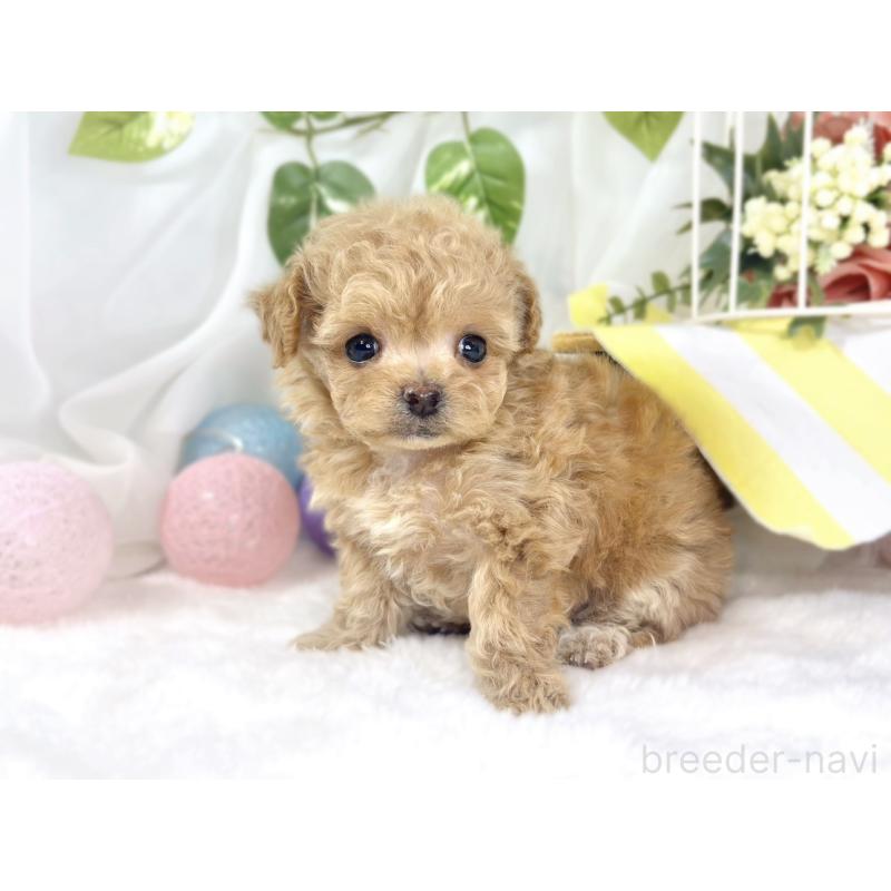 販売中の滋賀県のチワプー:チワワ×トイプードル-448692の3枚目