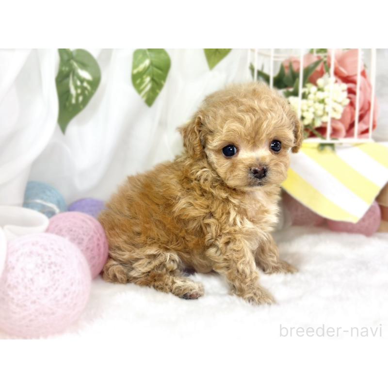 販売中の滋賀県のチワプー:チワワ×トイプードル-448692の2枚目