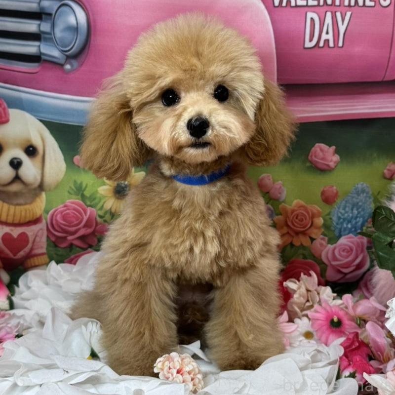 販売中の広島県のタイニープードル-422439