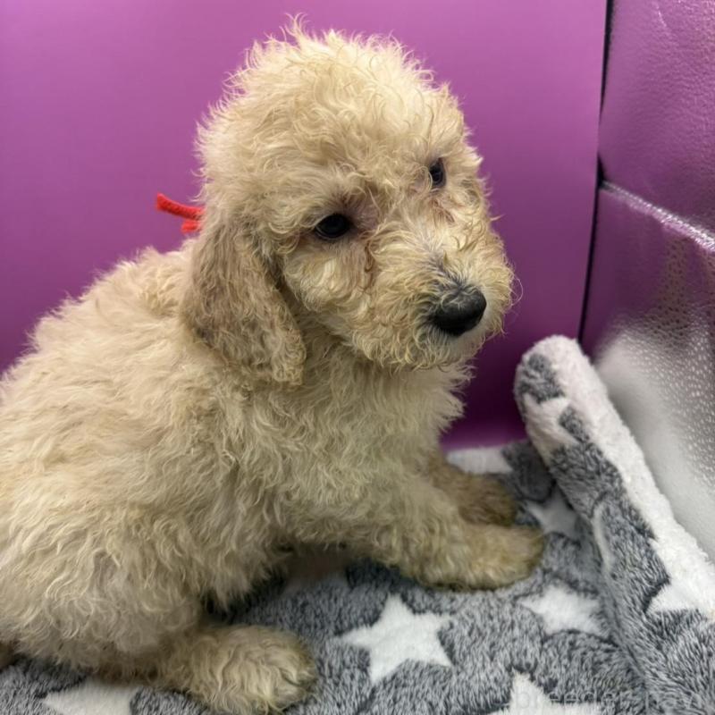 販売中の長野県のゴールデンドゥードル:ゴールデンレトリーバー×プードル-448693の2枚目