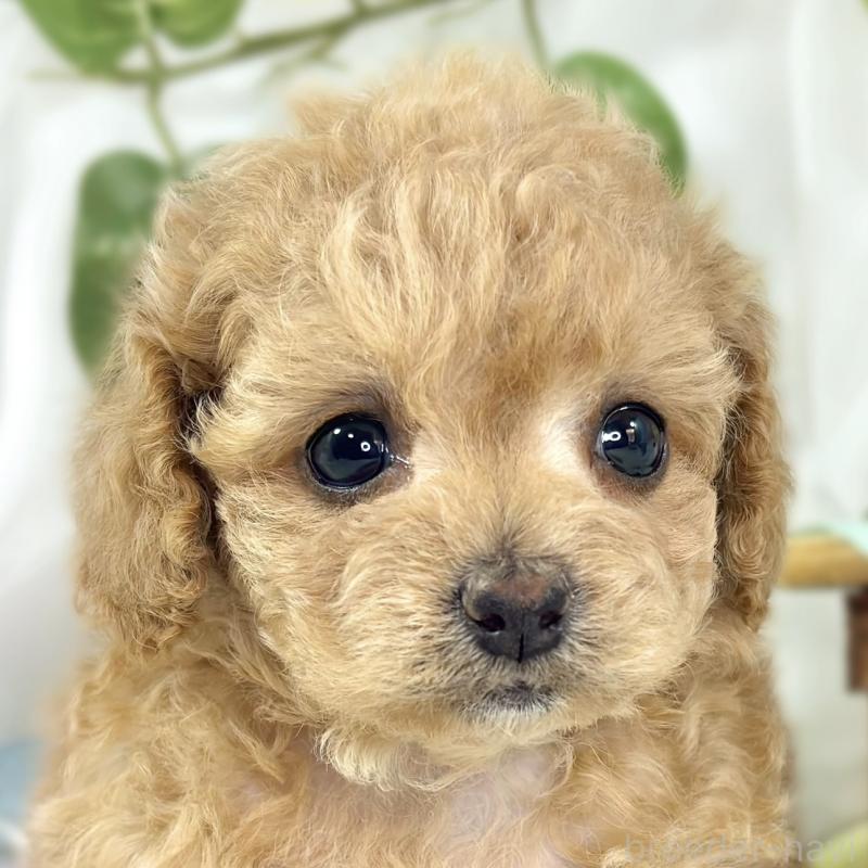 販売中の滋賀県のチワプー:チワワ×トイプードル-448694