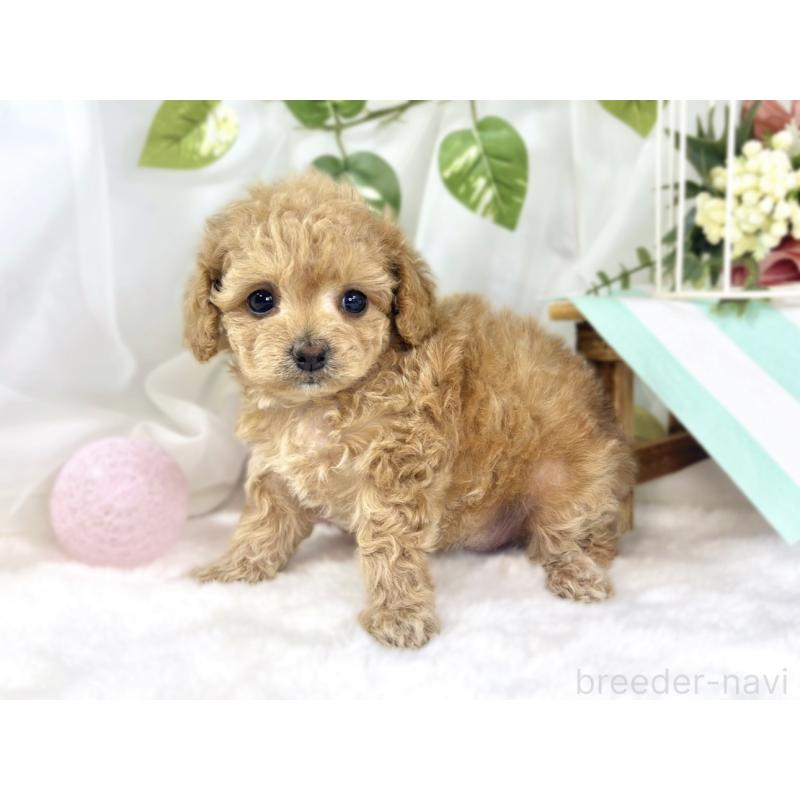 販売中の滋賀県のチワプー:チワワ×トイプードル-448694の3枚目