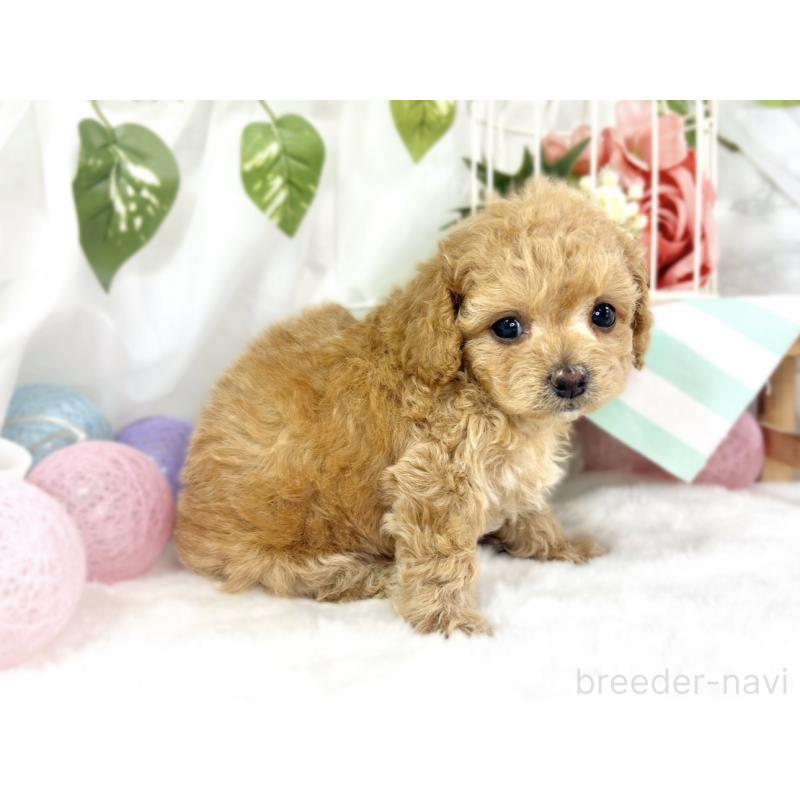 販売中の滋賀県のチワプー:チワワ×トイプードル-448694の2枚目