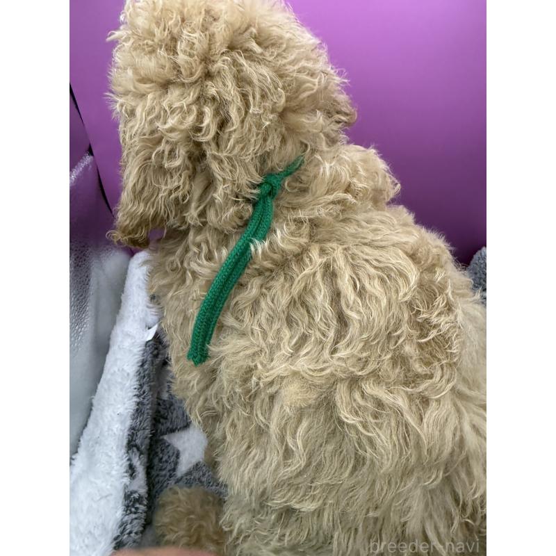 販売中の長野県のゴールデンドゥードル:ゴールデンレトリーバー×プードル-448696の7枚目