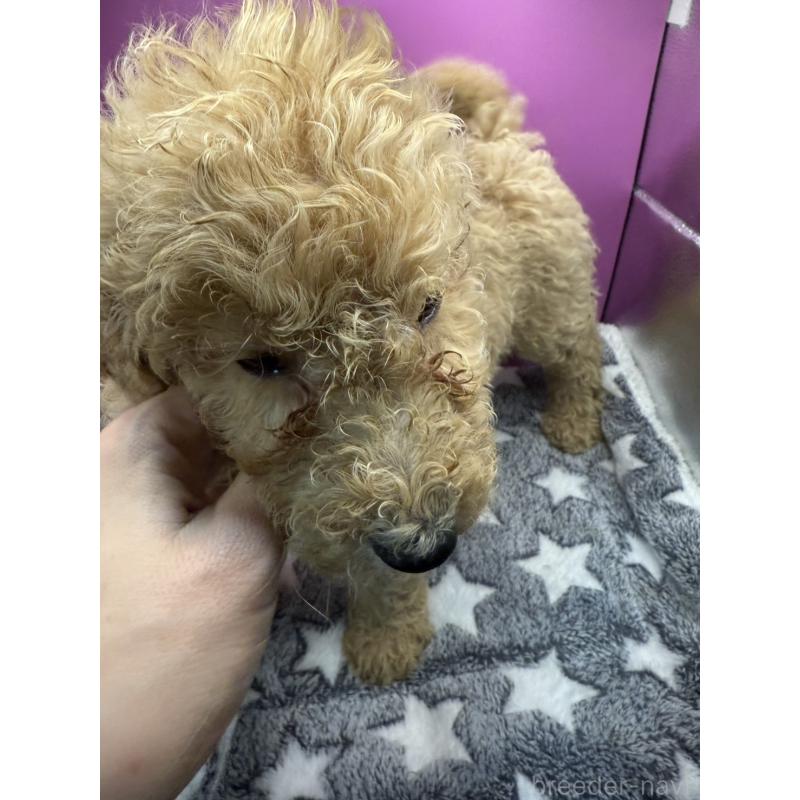 販売中の長野県のゴールデンドゥードル:ゴールデンレトリーバー×プードル-448696の6枚目