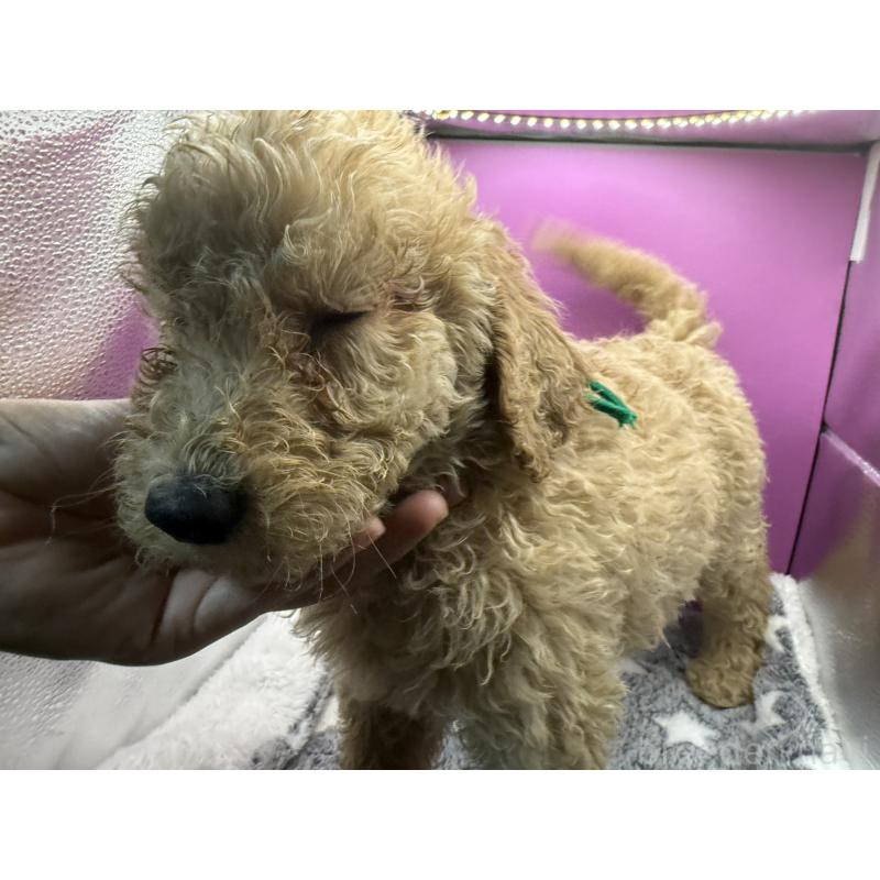 販売中の長野県のゴールデンドゥードル:ゴールデンレトリーバー×プードル-448696の5枚目