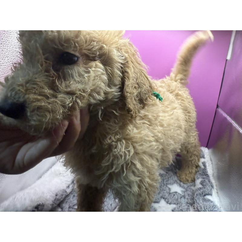 販売中の長野県のゴールデンドゥードル:ゴールデンレトリーバー×プードル-448696の4枚目