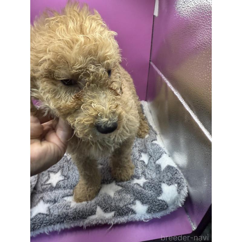 販売中の長野県のゴールデンドゥードル:ゴールデンレトリーバー×プードル-448696の3枚目