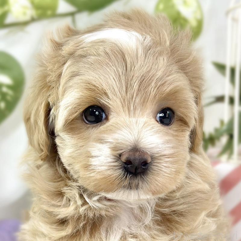 販売中の滋賀県のマルプー:マルチーズ×トイプードル-448697の1枚目