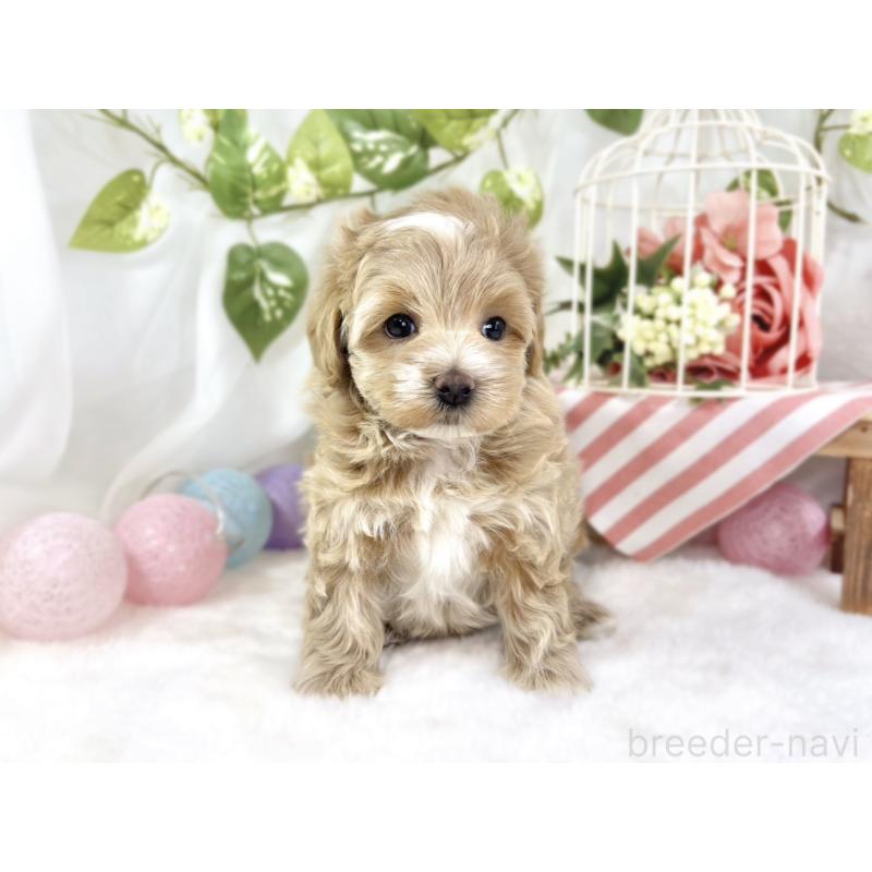 販売中の滋賀県のマルプー:マルチーズ×トイプードル-448697の4枚目