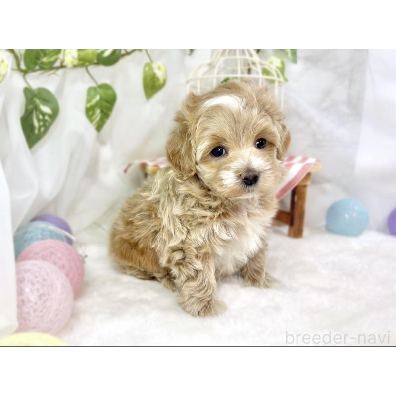 販売中の滋賀県のマルプー:マルチーズ×トイプードル-448697の3枚目