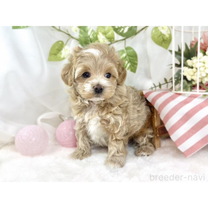 販売中の滋賀県のマルプー:マルチーズ×トイプードル-448697の2枚目