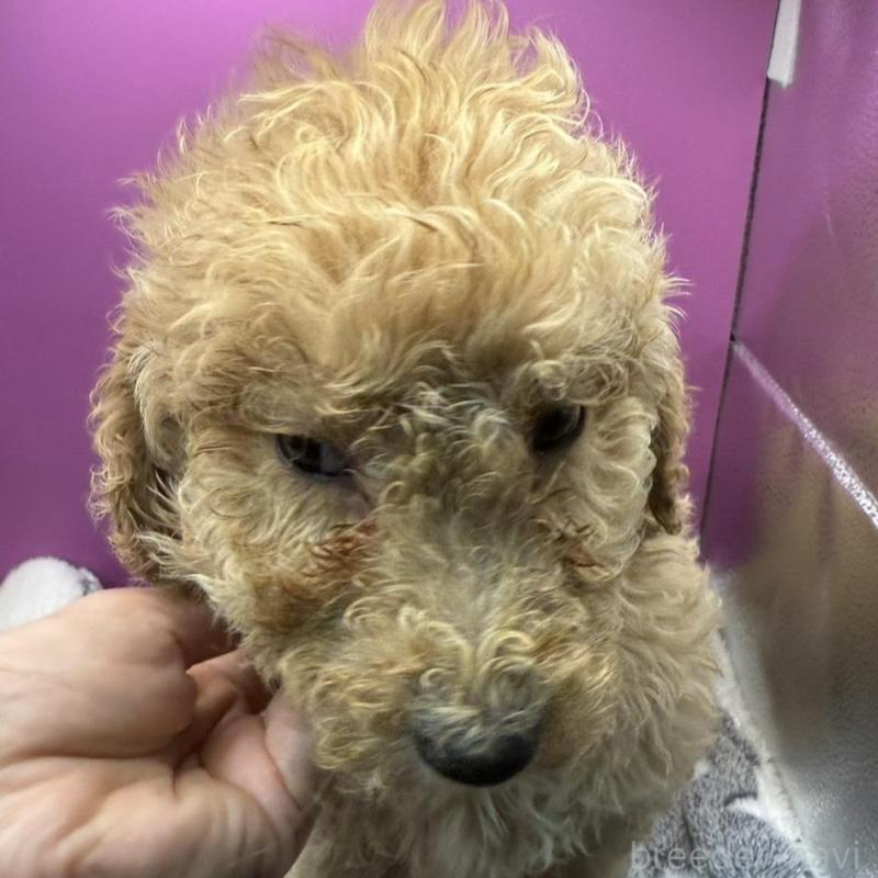 販売中の長野県のゴールデンドゥードル:ゴールデンレトリーバー×プードル-448696の1枚目