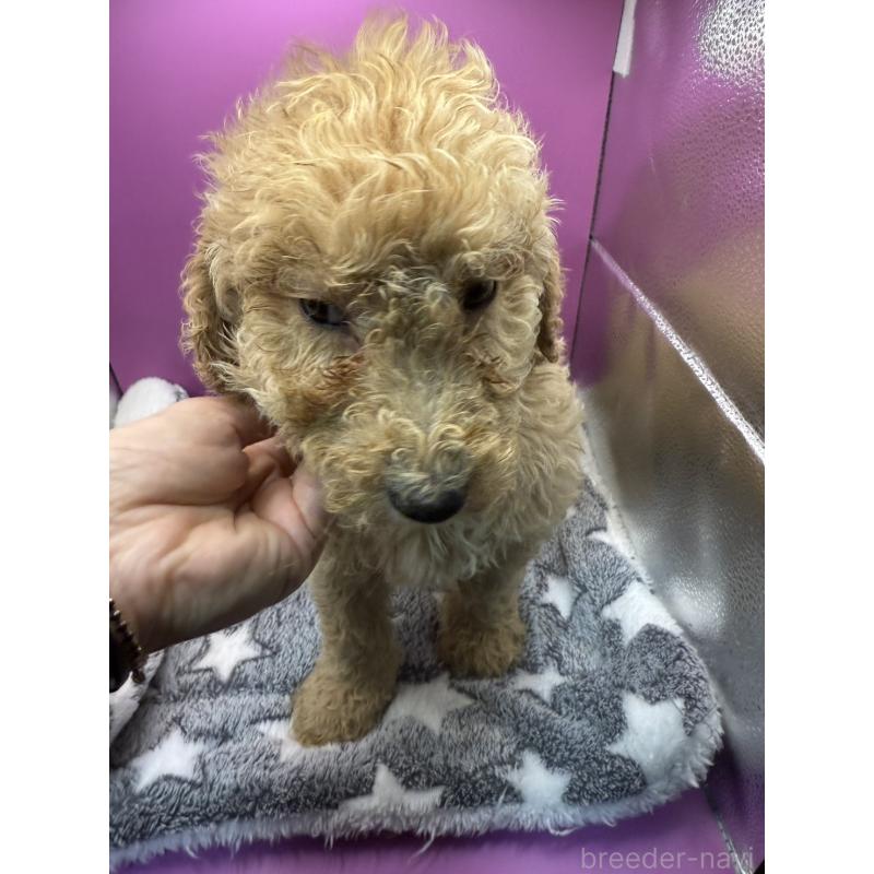 販売中の長野県のゴールデンドゥードル:ゴールデンレトリーバー×プードル-448696の2枚目