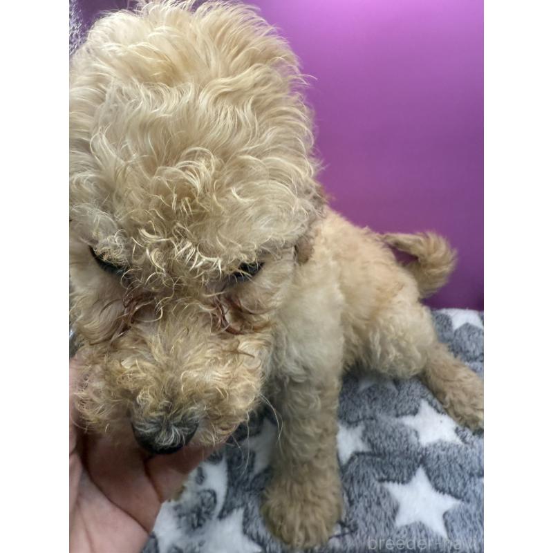 販売中の長野県のゴールデンドゥードル:ゴールデンレトリーバー×プードル-448698の5枚目