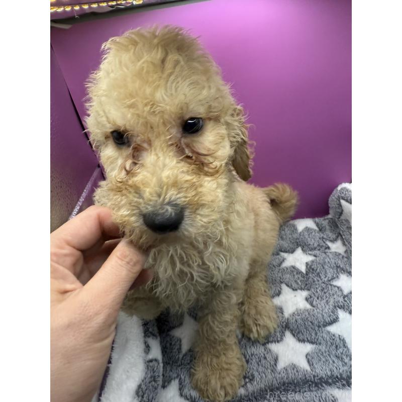 販売中の長野県のゴールデンドゥードル:ゴールデンレトリーバー×プードル-448698の4枚目