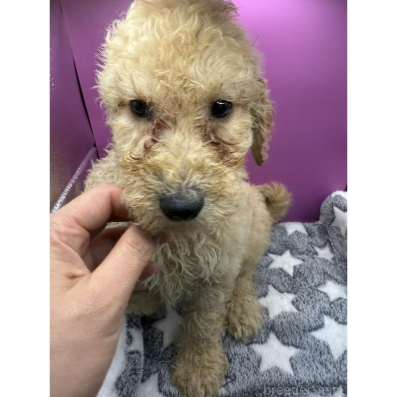 販売中の長野県のゴールデンドゥードル:ゴールデンレトリーバー×プードル-448698の3枚目