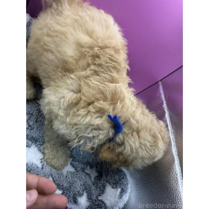 販売中の長野県のゴールデンドゥードル:ゴールデンレトリーバー×プードル-448698の2枚目