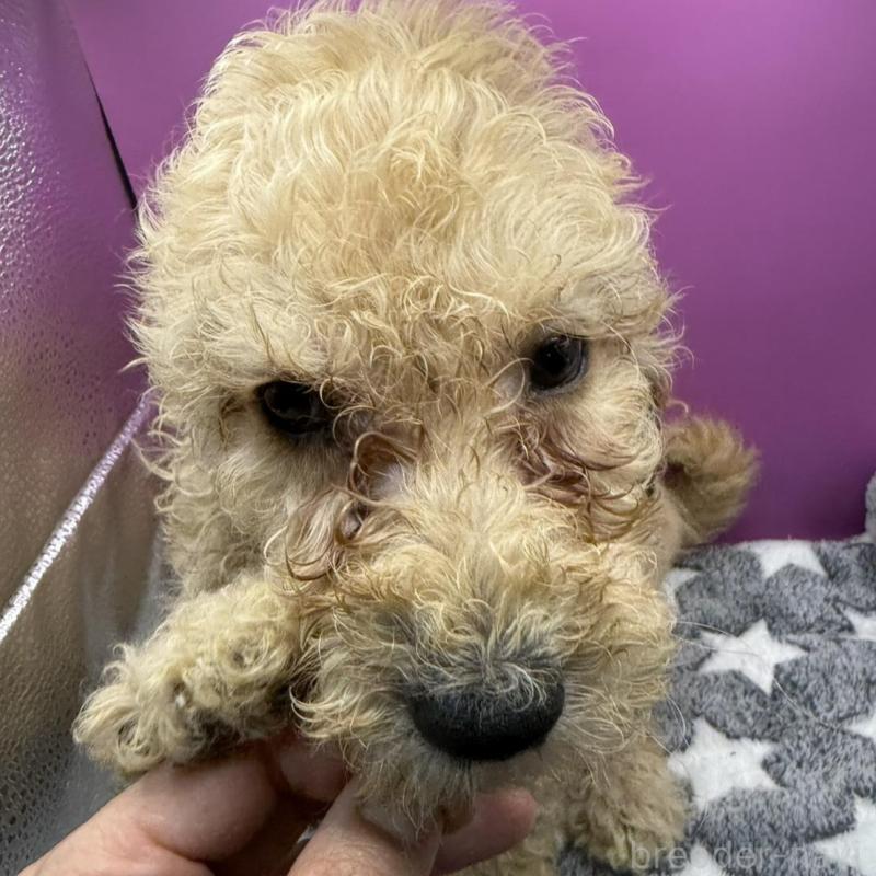 販売中の長野県のゴールデンドゥードル:ゴールデンレトリーバー×プードル-448698