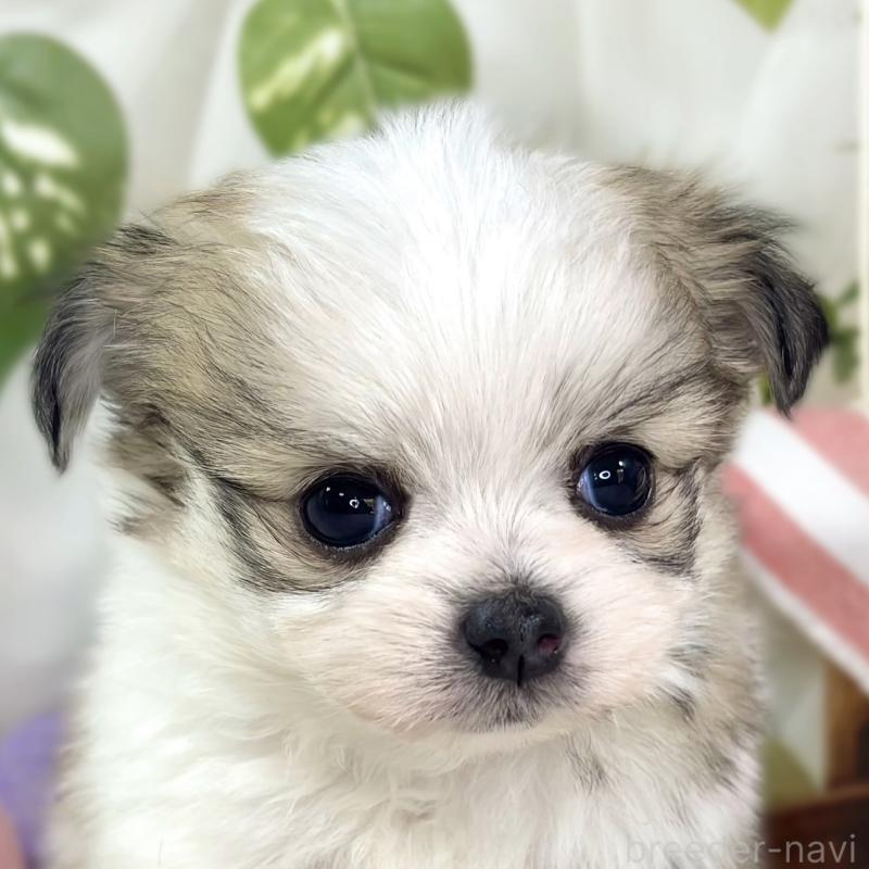 販売中の滋賀県のチワマル:チワワ×マルチーズ-448700