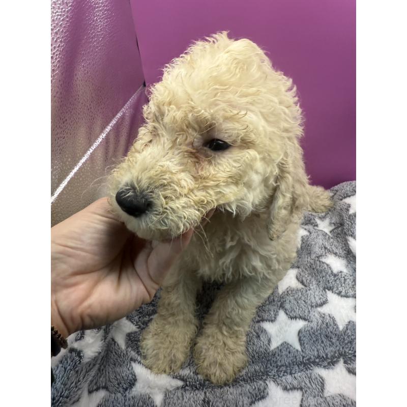 販売中の長野県のゴールデンドゥードル:ゴールデンレトリーバー×プードル-448699の5枚目