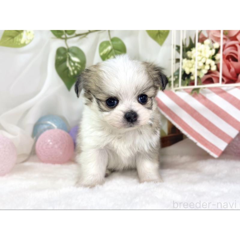 販売中の滋賀県のチワマル:チワワ×マルチーズ-448700の4枚目