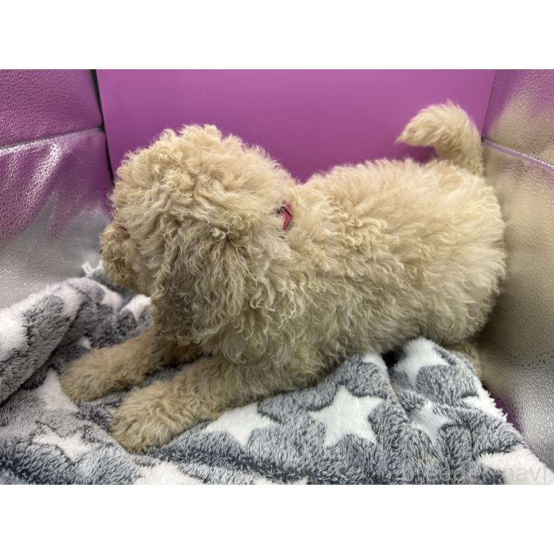 販売中の長野県のゴールデンドゥードル:ゴールデンレトリーバー×プードル-448699の4枚目