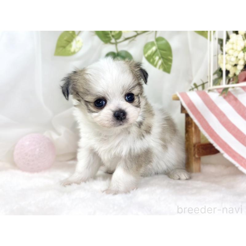 販売中の滋賀県のチワマル:チワワ×マルチーズ-448700の3枚目