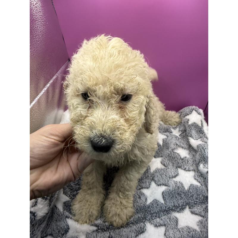 販売中の長野県のゴールデンドゥードル:ゴールデンレトリーバー×プードル-448699の3枚目