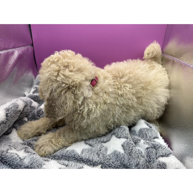 販売中の長野県のゴールデンドゥードル:ゴールデンレトリーバー×プードル-448699の2枚目