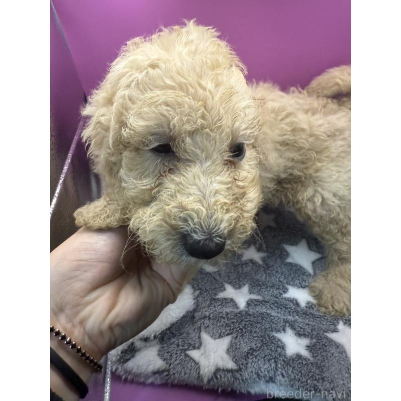 販売中の長野県のゴールデンドゥードル:ゴールデンレトリーバー×プードル-448702の8枚目