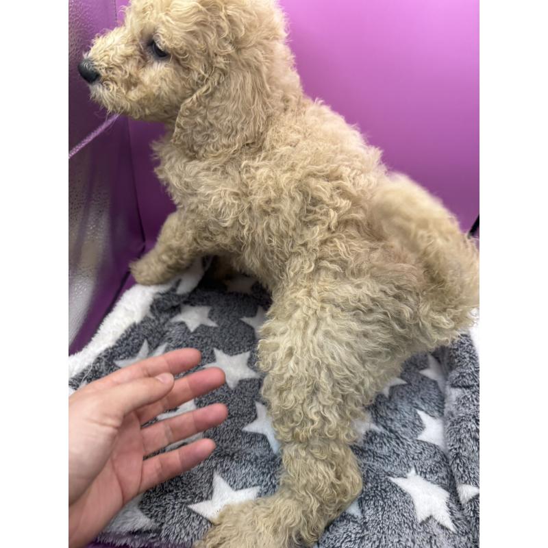 販売中の長野県のゴールデンドゥードル:ゴールデンレトリーバー×プードル-448702の6枚目