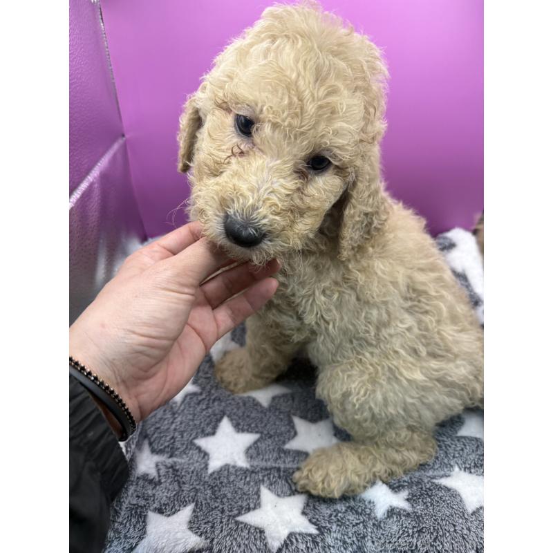 販売中の長野県のゴールデンドゥードル:ゴールデンレトリーバー×プードル-448702の3枚目