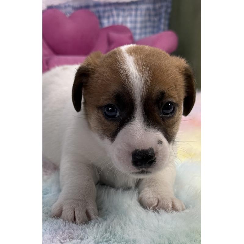 販売中の宮崎県のジャックラッセルテリア-448712の9枚目