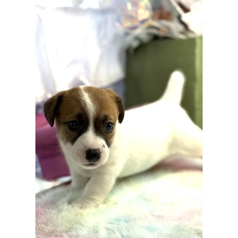 販売中の宮崎県のジャックラッセルテリア-448712の8枚目