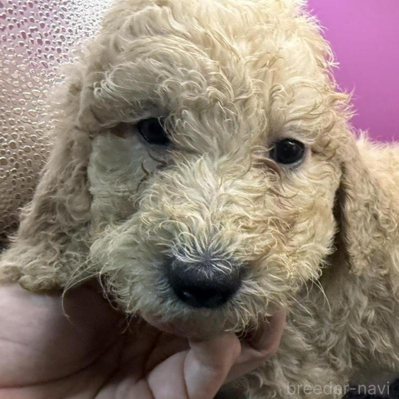 販売中の長野県のゴールデンドゥードル:ゴールデンレトリーバー×プードル-448702の1枚目