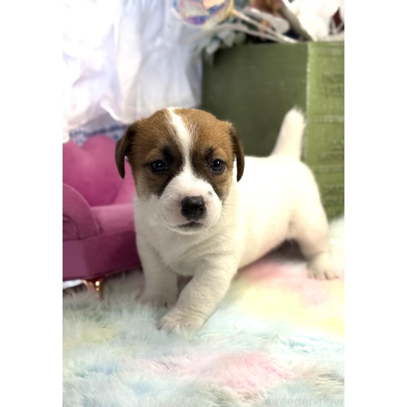 販売中の宮崎県のジャックラッセルテリア-448712の7枚目