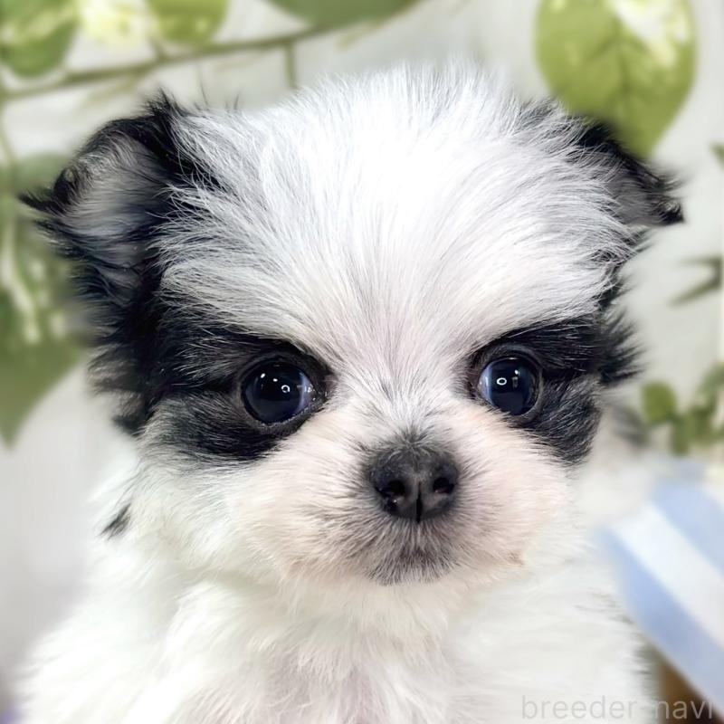 販売中の滋賀県のチワマル:チワワ×マルチーズ-448704