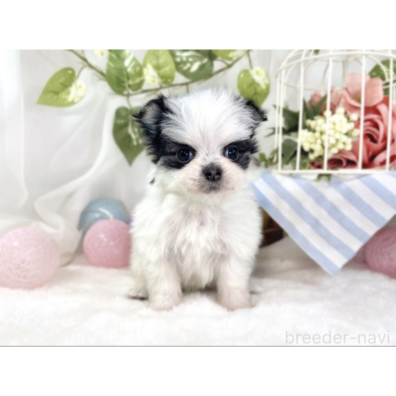 販売中の滋賀県のチワマル:チワワ×マルチーズ-448704の4枚目