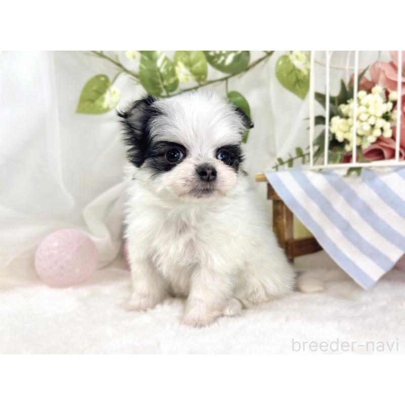 販売中の滋賀県のチワマル:チワワ×マルチーズ-448704の3枚目