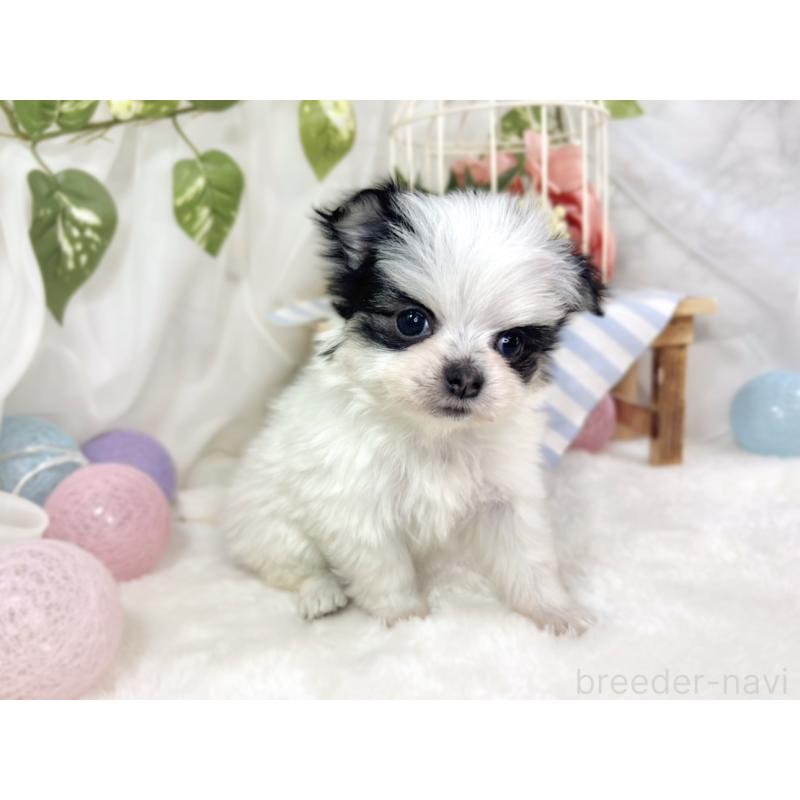 販売中の滋賀県のチワマル:チワワ×マルチーズ-448704の2枚目