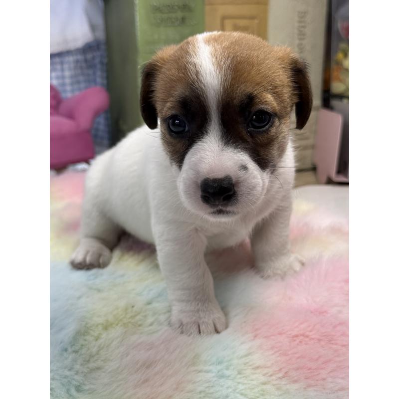 販売中の宮崎県のジャックラッセルテリア-448712の5枚目