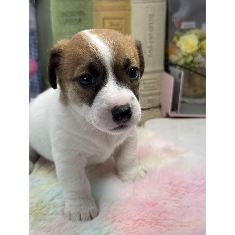 販売中の宮崎県のジャックラッセルテリア-448712の4枚目