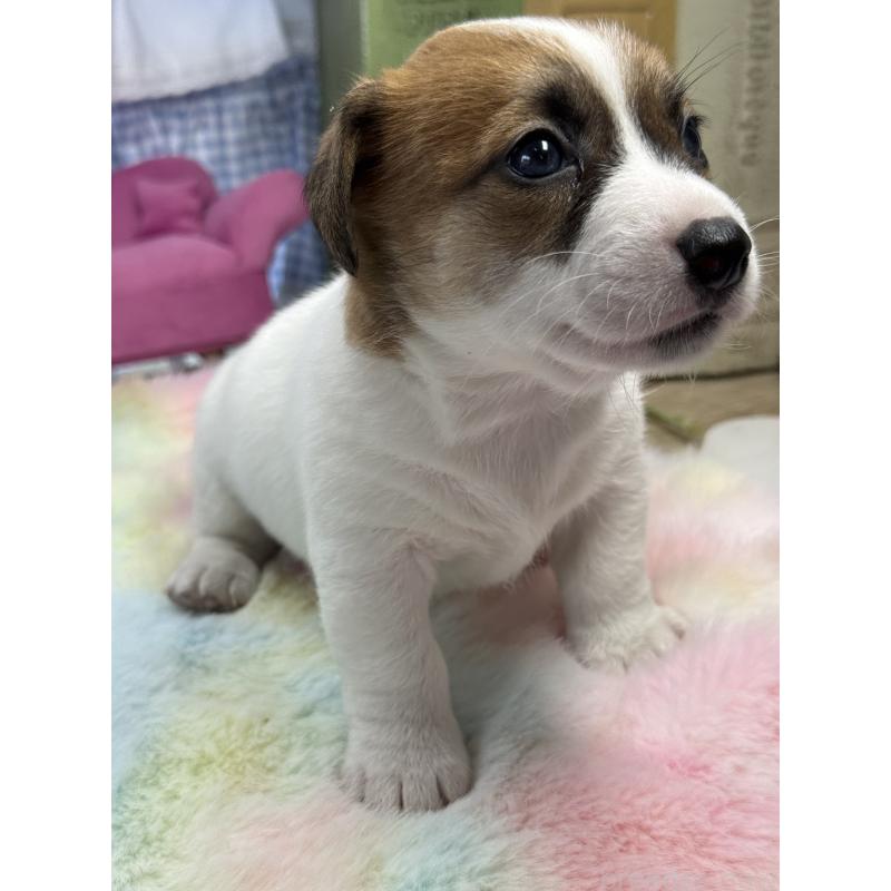 販売中の宮崎県のジャックラッセルテリア-448712の3枚目